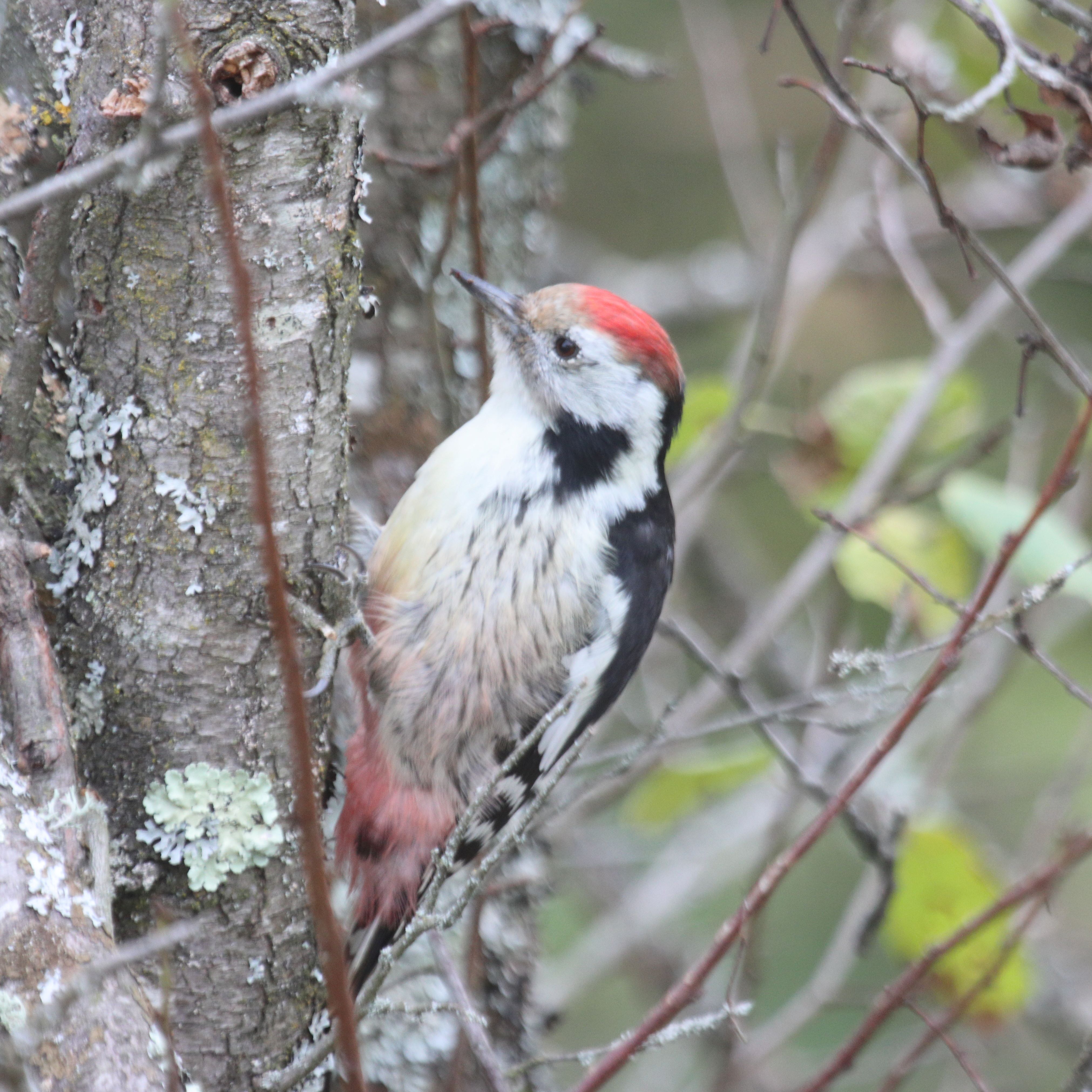 A **Middle Spotted Woodpecker (Dendrocoptes medius)**. A locally common species in Bulgaria where this one was photographed in the foothills of the Balkan mountains amongst extensive forests. Quite a common visitor to the garden.